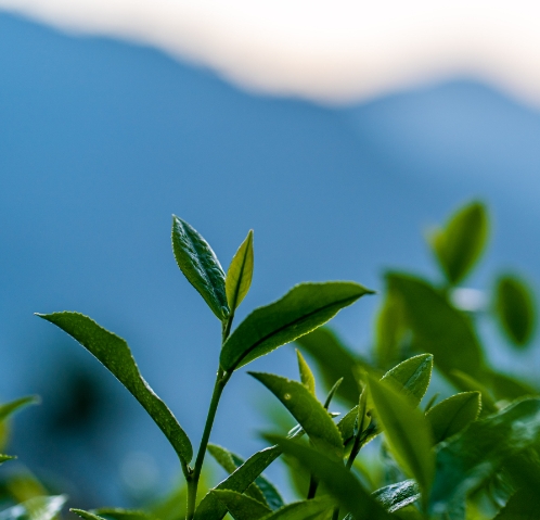 興樂製茶 情境圖片