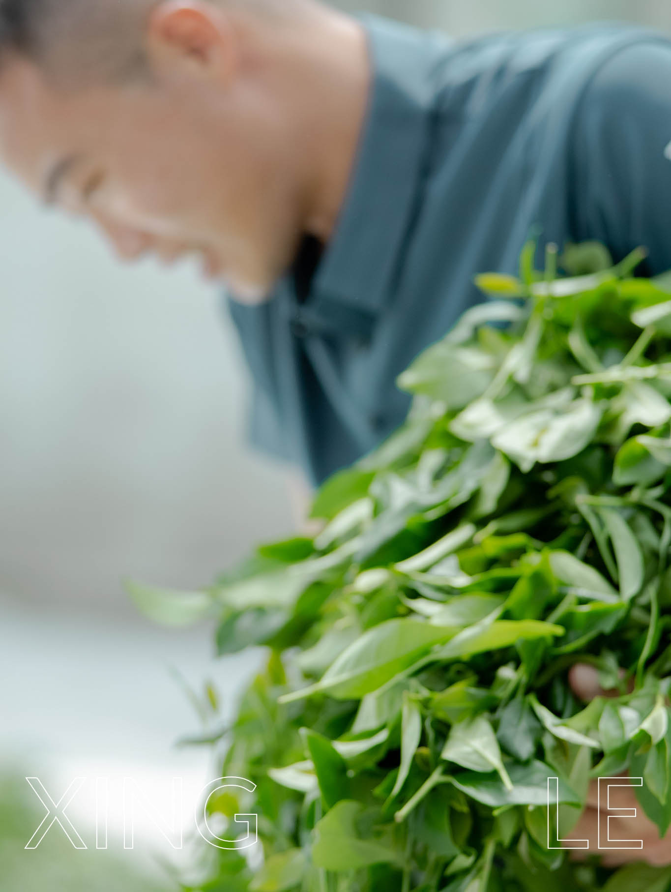 興樂製茶 圖片